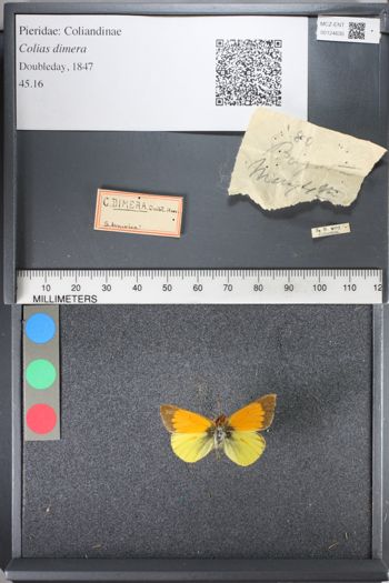 Media type: image;   Entomology 124635